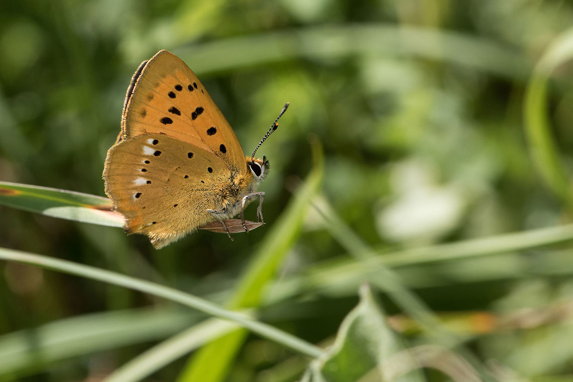 Lycaena virgaureae Scarce Copper male resting on a blade of grass in the valley of Eyne. Catalan Pyrenees, France. Animal,Butterfly,Copper,France,Insecta,Lepidoptera,Lycaena,Lycaena virgaureae,Lycaenidae,Occitanie,Pyrénées,Scarce Copper