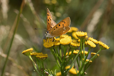 Lycaena virgaureae Scarce Copper female gathering nectar of a Tancy in bloom in the valley of Eyne. Catalan Pyrenees, France. Animal,Butterfly,Copper,Female,France,Insecta,Lepidoptera,Lycaena,Lycaena virgaureae,Lycaenidae,Macro,Occitanie,Pyrénées