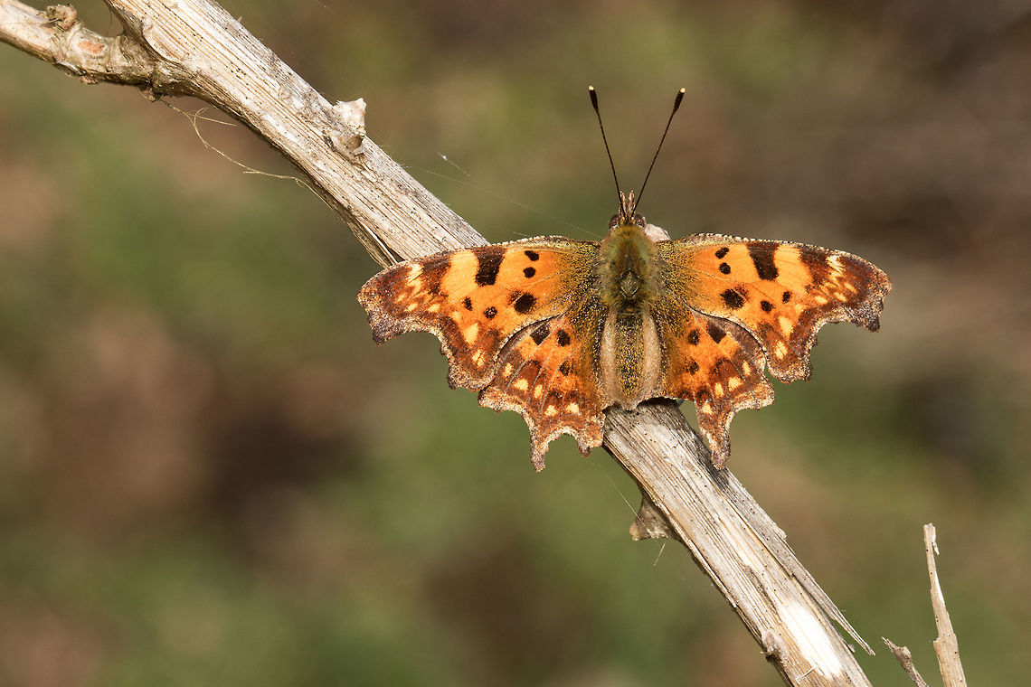 Polygonia_c-album Comma butterfly landed in a wet meadow. Limousin, France.<br />
<br />
Robert-le-Diable pos&eacute; dans une prairie humide. Limousin, France. Animal,Butterfly,Comma,Comma Butterfly,France,Insecta,Lepidoptera,Macro,Nature,Nymphalidae,Nymphalinae,Nymphalis c-album,Polygonia c-album,Robert-le-diable