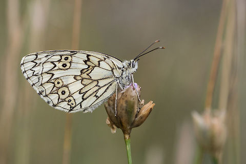 Melanargia russiae Esper's marbled white resting in a meadow. Catalan Pyrenees, France. Animal,Butterfly,Esper's Marbled White,Esper's marbled white,France,Geotagged,Insecta,Lepidoptera,Macro,Marbled White,Melanargia,Melanargia russiae,Nature,Nymphalidae,Occitanie,Papillon,Pyr&eacute;nees Catalanes,Summer