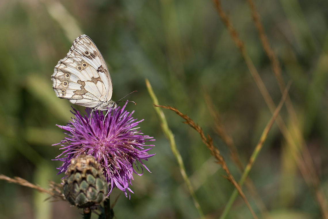 Melanargia_lachesis Echiquier ib&eacute;rique butinant une fleur de centaur&eacute;e scabieuse dans une prairie. Pyr&eacute;n&eacute;es Orientales, France.<br />
<br />
Iberian marbled gathering nectar of a Greater knapweed flower in a meadow. Catalan Pyrenees, France. Animal,Butterfly,Echiquier ibérique,Faune,France,Iberian Marbled White,Iberian marbled white,Insecta,Lepidoptera,Macro,Marbled White,Melanargia,Melanargia lachesis,Nature,Nymphalidae,Occitanie,Papillon,Pyrénees Catalanes,Pyrénées,Pyrénées Orientales