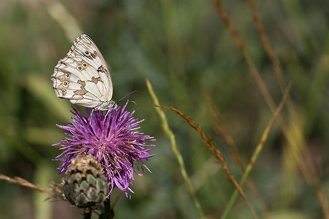 Melanargia_lachesis Echiquier ibérique butinant une fleur de centaurée scabieuse dans une prairie. Pyrénées Orientales, France.

Iberian marbled gathering nectar of a Greater knapweed flower in a meadow. Catalan Pyrenees, France. Animal,Butterfly,Echiquier ibérique,Faune,France,Iberian Marbled White,Iberian marbled white,Insecta,Lepidoptera,Macro,Marbled White,Melanargia,Melanargia lachesis,Nature,Nymphalidae,Occitanie,Papillon,Pyrénees Catalanes,Pyrénées,Pyrénées Orientales