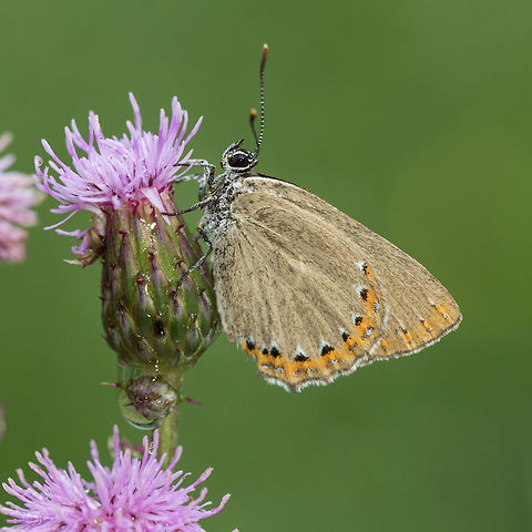 Laeosopis roboris Spanish purple hairstreak resting on a creeping thistle flower. Catalan Pyrenees, France. Animal,Butterfly,France,Geotagged,Hairstreak,Insecta,Laeosopis,Laeosopis roboris,Lepidoptera,Lycaenidae,Macro,Nature,Occitanie,Spanish purple hairstreak,Summer,Theclinae