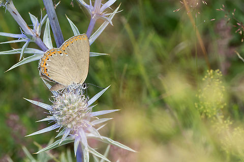 Laeosopis roboris Spanish purple hairstreak gathering nectar on a Pyrenean Eryngo flower. Catalan Pyrenees, France. Laeosopis roboris