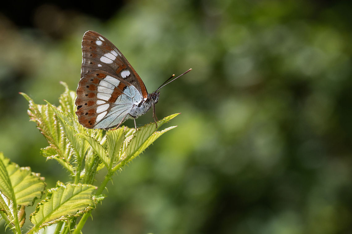 Limenitis reducta Southern White Admiral posed in a bramble bush.<br />
<br />
same species open wings :<br />
<figure class="photo"><a href="https://www.jungledragon.com/image/72275/limenitis_reducta.html" title="Limenitis reducta"><img src="https://s3.amazonaws.com/media.jungledragon.com/images/3098/72275_thumb.jpg?AWSAccessKeyId=05GMT0V3GWVNE7GGM1R2&Expires=1759968010&Signature=k%2FdZurVEtlwc0Pk9qJtYouFdSb4%3D" width="200" height="134" alt="Limenitis reducta Southern White Admiral gathering nectar of Cupid&#039;s paintbrush flower in my garden.<br />
<br />
same species closed wings :<br />
https://www.jungledragon.com/image/72270/limenitis_reducta.html Animal,Butterfly,Corr&egrave;ze,France,Geotagged,Lepidoptera,Limenitidinae,Limenitidini,Limenitis,Limenitis reducta,Limousin,Macro,Nature,Nouvelle-Aquitaine,Nymphalidae,Southern White Admiral,Summer" /></a></figure> Animal,Beynat,Butterfly,France,Geotagged,Insecta,Lepidoptera,Limenitidinae,Limenitidini,Limenitis,Limenitis reducta,Macro,Nature,Nymphalidae,Southern White Admiral,Summer