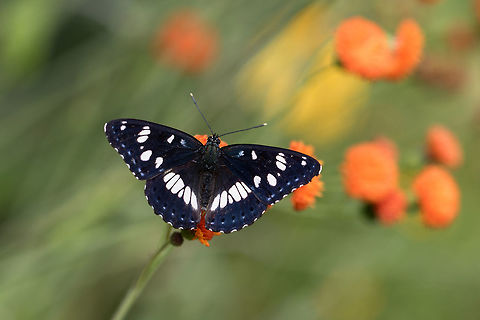 Limenitis reducta Southern White Admiral gathering nectar of Cupid's paintbrush flower in my garden.

same species closed wings :
https://www.jungledragon.com/image/72270/limenitis_reducta.html Animal,Butterfly,Corrèze,France,Geotagged,Lepidoptera,Limenitidinae,Limenitidini,Limenitis,Limenitis reducta,Limousin,Macro,Nature,Nouvelle-Aquitaine,Nymphalidae,Southern White Admiral,Summer