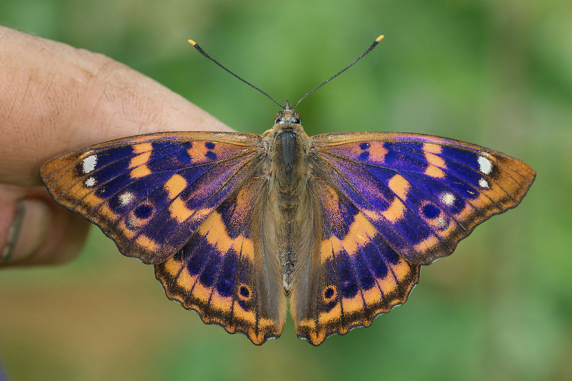 Apatura ilia f. Clytie The male of the Lesser Purple Emperor has the distinction of having a blue iridescence that appears by exposure to light. The clytie form for this species has orange stripes on top of its wings while they are white in specimens of Ilia form :<br />
<br />
<figure class="photo"><a href="https://www.jungledragon.com/image/72278/apatura_ilia.html" title="Apatura ilia"><img src="https://s3.amazonaws.com/media.jungledragon.com/images/3098/72278_thumb.jpg?AWSAccessKeyId=05GMT0V3GWVNE7GGM1R2&Expires=1767225610&Signature=G%2FyChoBhdSz43H7695U3yhsXScQ%3D" width="200" height="134" alt="Apatura ilia Lesser Purple Emperor resting on mint in my garden. Animal,Apatura,Apatura ilia,Apaturinae,Butterfly,Ditrysia,France,Geotagged,Insecta,Lepidoptera,Lesser Purple Emperor,Limousin,Macro,Nature,Nouvelle-Aquitaine,Nymphalidae,Spring" /></a></figure><br />
<br />
Underside wings :<br />
<figure class="photo"><a href="https://www.jungledragon.com/image/72279/apatura_ilia.html" title="Apatura ilia"><img src="https://s3.amazonaws.com/media.jungledragon.com/images/3098/72279_thumb.jpg?AWSAccessKeyId=05GMT0V3GWVNE7GGM1R2&Expires=1767225610&Signature=s7WLcJ%2B28wWsZbOt2BUaeUaAHSI%3D" width="200" height="200" alt="Apatura ilia Lesser Purple Emperor resting on my finger and foraging my sweat. I had just taken him out of my garden greenhouse where he was damaging his wings. Animal,Apatura,Apatura ilia,Apaturinae,Butterfly,Ditrysia,France,Geotagged,Insecta,Lepidoptera,Lesser Purple Emperor,Limousin,Macro,Nature,Nouvelle-Aquitaine,Nymphalidae,Spring,apatura il" /></a></figure> Apatura,Apatura ilia,Apaturinae,Butterfly,Clytie,France,Geotagged,Insecta,Lepidoptera,Lesser Purple Emperor,Limousin,Nymphalidae