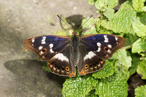 Apatura ilia Lesser Purple Emperor resting on mint in my garden. Animal,Apatura,Apatura ilia,Apaturinae,Butterfly,Ditrysia,France,Geotagged,Insecta,Lepidoptera,Lesser Purple Emperor,Limousin,Macro,Nature,Nouvelle-Aquitaine,Nymphalidae,Spring
