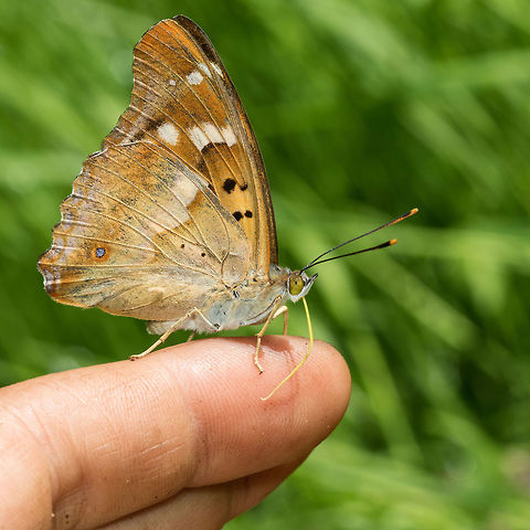 Apatura ilia Lesser Purple Emperor resting on my finger and foraging my sweat. I had just taken him out of my garden greenhouse where he was damaging his wings. Animal,Apatura,Apatura ilia,Apaturinae,Butterfly,Ditrysia,France,Geotagged,Insecta,Lepidoptera,Lesser Purple Emperor,Limousin,Macro,Nature,Nouvelle-Aquitaine,Nymphalidae,Spring,apatura il
