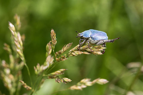 Hoplia coerulea Hoplia coerulea male resting on a blade of grass in a wet meadow. 

Hoplia coerula placed placed high in the vegetation at the edge of a stream in a wet meadow. 

The males of this species of the Rutelidae family gather in large numbers on the bank of streams and place themselves as high as possible on ferns, flowers and small shrubs at the beginning of summer. After choosing the best spot, they cling to the plant and lift their hind legs releasing pheromones to attract females. 

Females with duller color are rarely seen and their behavior is so discreet that it remains a mystery. Animal,Coleoptera,France,Geotagged,Hoplia,Hoplia coerulea,Insect,Macro,Male,Melolonthinae,Nature,Scarabaeiformia,Spring,Wildlife,beetle