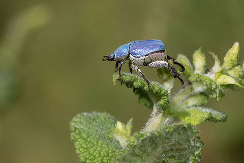 Hoplia coerulea Hoplia coerulea male resting on an apple mint in a wet meadow.

Hoplia coerula placed placed high in the vegetation at the edge of a stream in a wet meadow. 

The males of this species of the Rutelidae family gather in large numbers on the bank of streams and place themselves as high as possible on ferns, flowers and small shrubs at the beginning of summer. After choosing the best spot, they cling to the plant and lift their hind legs releasing pheromones to attract females. 

Females with duller color are rarely seen and their behavior is so discreet that it remains a mystery. Animal,Coleoptera,France,Geotagged,Hoplia,Hoplia coerulea,Insect,Macro,Male,Melolonthinae,Nature,Scarabaeiformia,Spring,Wildlife,beetle