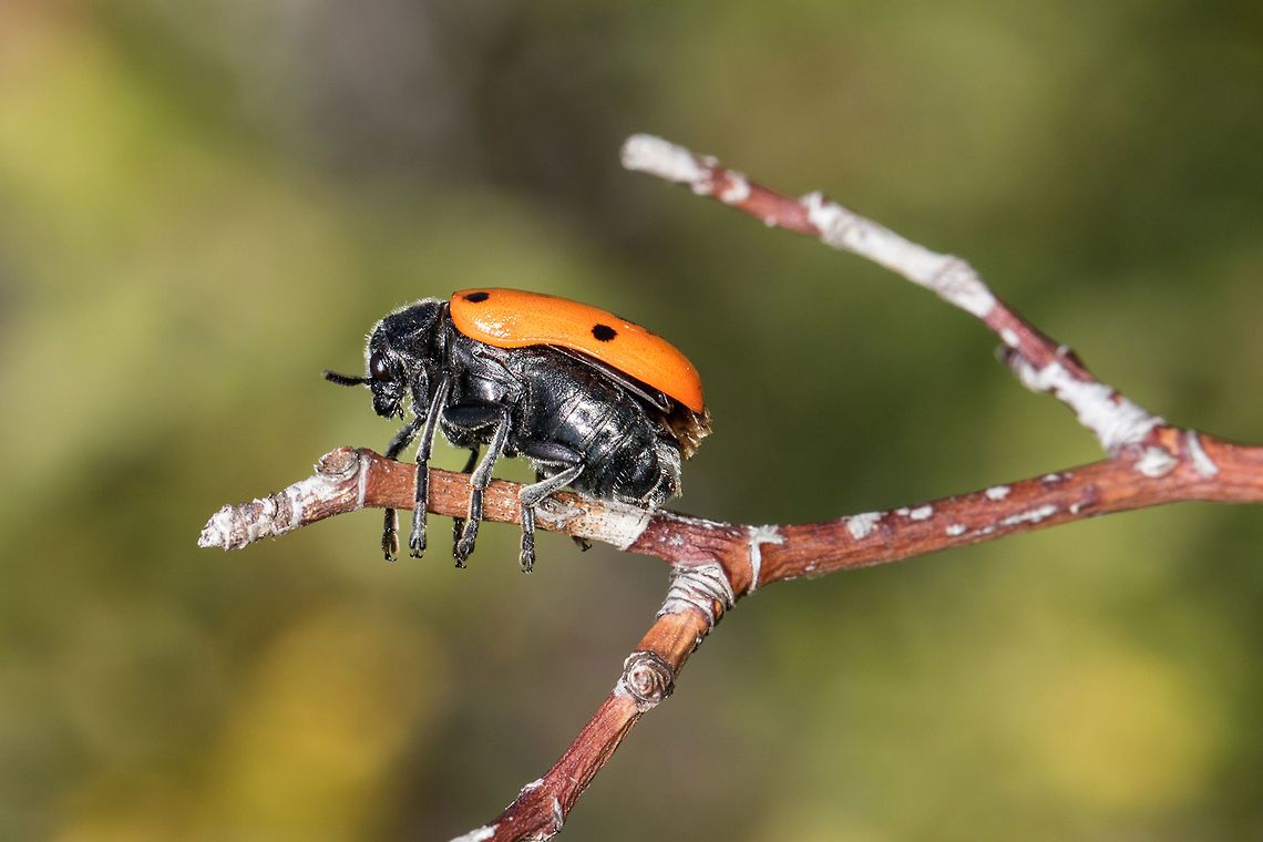 Lachnaia pubescens Leaf Beetle resting on a shrub. Catalan Pyrenees, France.<br />
<br />
The adult lives in trees while the larvae confused with plants by ants are introduced by it in the anthill. The larvae then produce a scabbard with waste and excrement and feed on debris and brood. After the last molt, they discreetly out of the nest to fly to the trees. Animal,Chrysomelidae,Coleoptera,France,Geotagged,Insecta,Lachnaia pubescens,Laschnaia,Leaf Beetle,Macro,Nature,Occitanie,Pyrénees Catalanes,Pyrénées Orientales,Summer,Wildlife