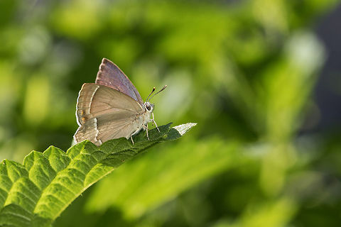 Neozephyrus quercus Purple Hairstreak resting on a nettle leaf in a wet meadow. Butterfly,France,Geotagged,Hairstreak,Insecta,Lepidoptera,Limousin,Lycaenidae,Neozephyrus,Neozephyrus quercus,Nouvelle-Aquitaine,Purple Hairstreak,Purple hairstreak,Summer,Theclinae,Theclini,Wildlife