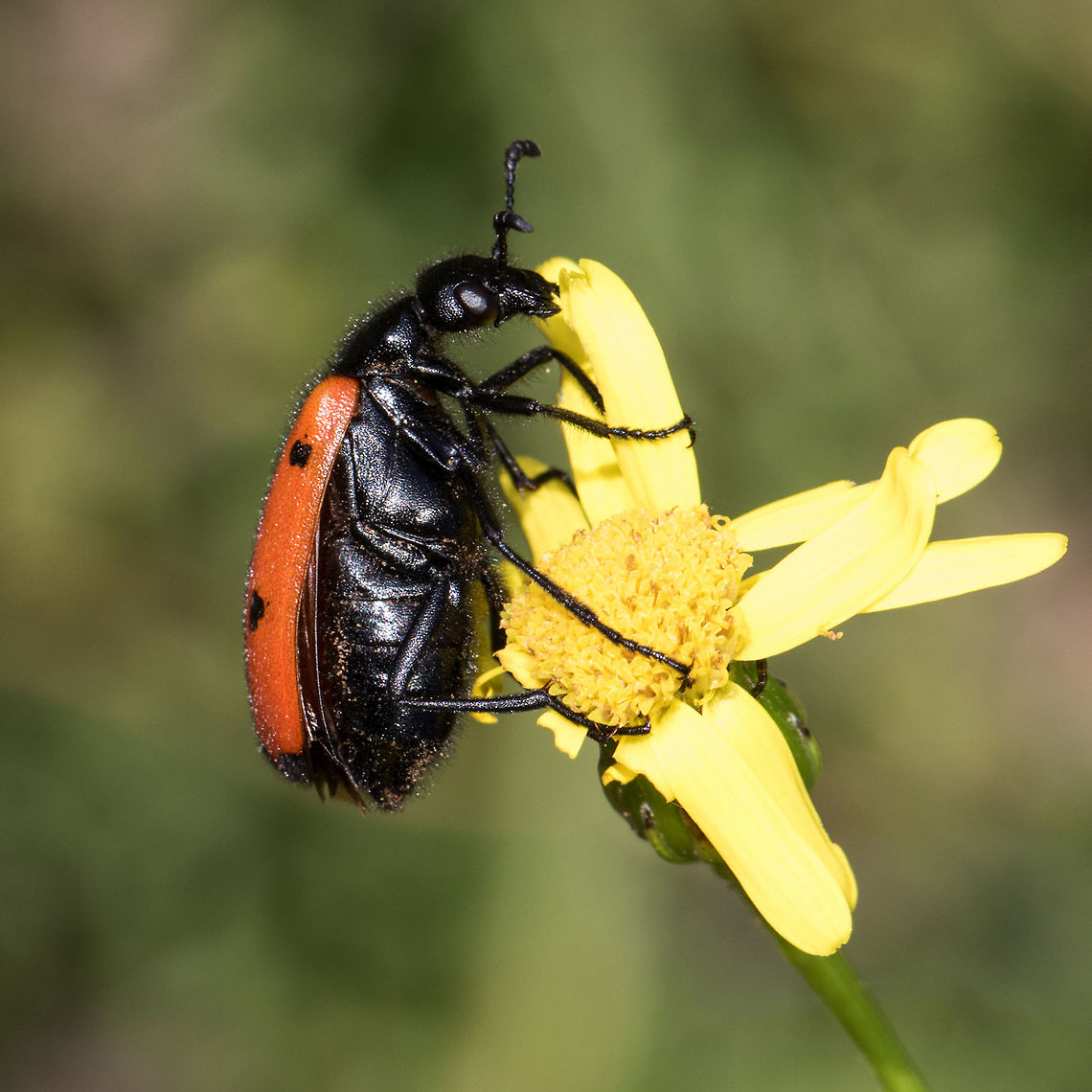 Mylabris quadripunctata A Blister Beetle eating a Asteraceae flower in a meadow. Catalan Pyrenees, France. Animal,Blister beetle,Coleoptera,France,Geotagged,Insecta,Macro,Meloidae,Mylabris,Mylabris quadripunctata,Nature,Occitanie,Pyr&eacute;nees Catalanes,Pyr&eacute;n&eacute;es Orientales,Summer,Wildlife
