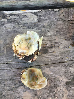 medium oyster Geotagged,United States