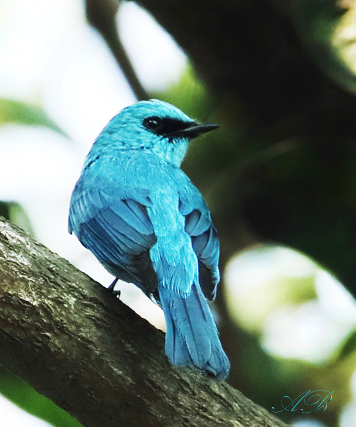 VERDITER FLYCATCHER This pic was captured in Ravindra Sarobar (Dhakuria Lake), Kolkata, India. The lake is situated in southern part of the city and amidst the hustle and bustle of a typical urban agglomeration. For the last few years, or so has become one of the favourite destinations of the numerous avifaunal creatures, especially during their winter migration.      Eumyias thalassinus,Verditer Flycatcher