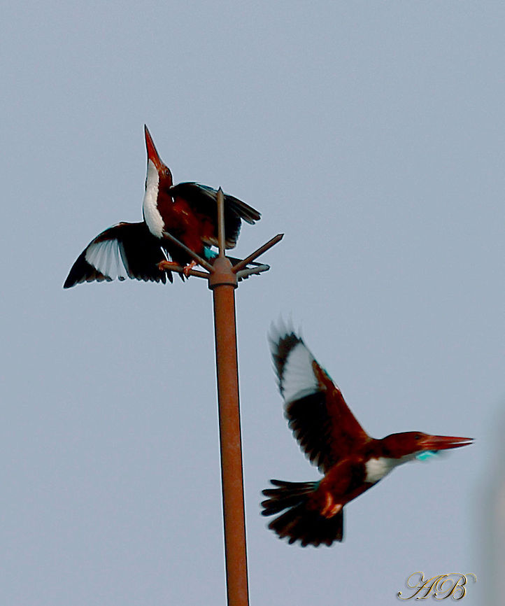 WHITE THROATED KINGFISHER PROBABLE MATING FORE PLAY OF THE PAIR OF WHITE THROATED KINGFISHER ON AND  AROUND THE LIGHTNING ARRESTER OF MY OWN TERRACE AT KOLKATA,INDIA. BIRDS,Halcyon smyrnensis,KINGFISHER,THROATED,WHITE,White-throated kingfisher