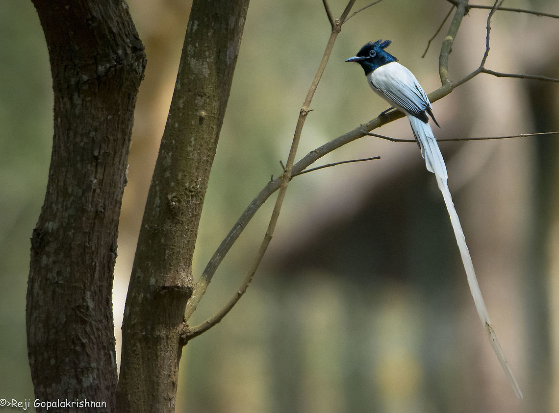 Asian Paradise Flycatcher  Asian Paradise Flycatcher,Geotagged,India,Terpsiphone paradisi