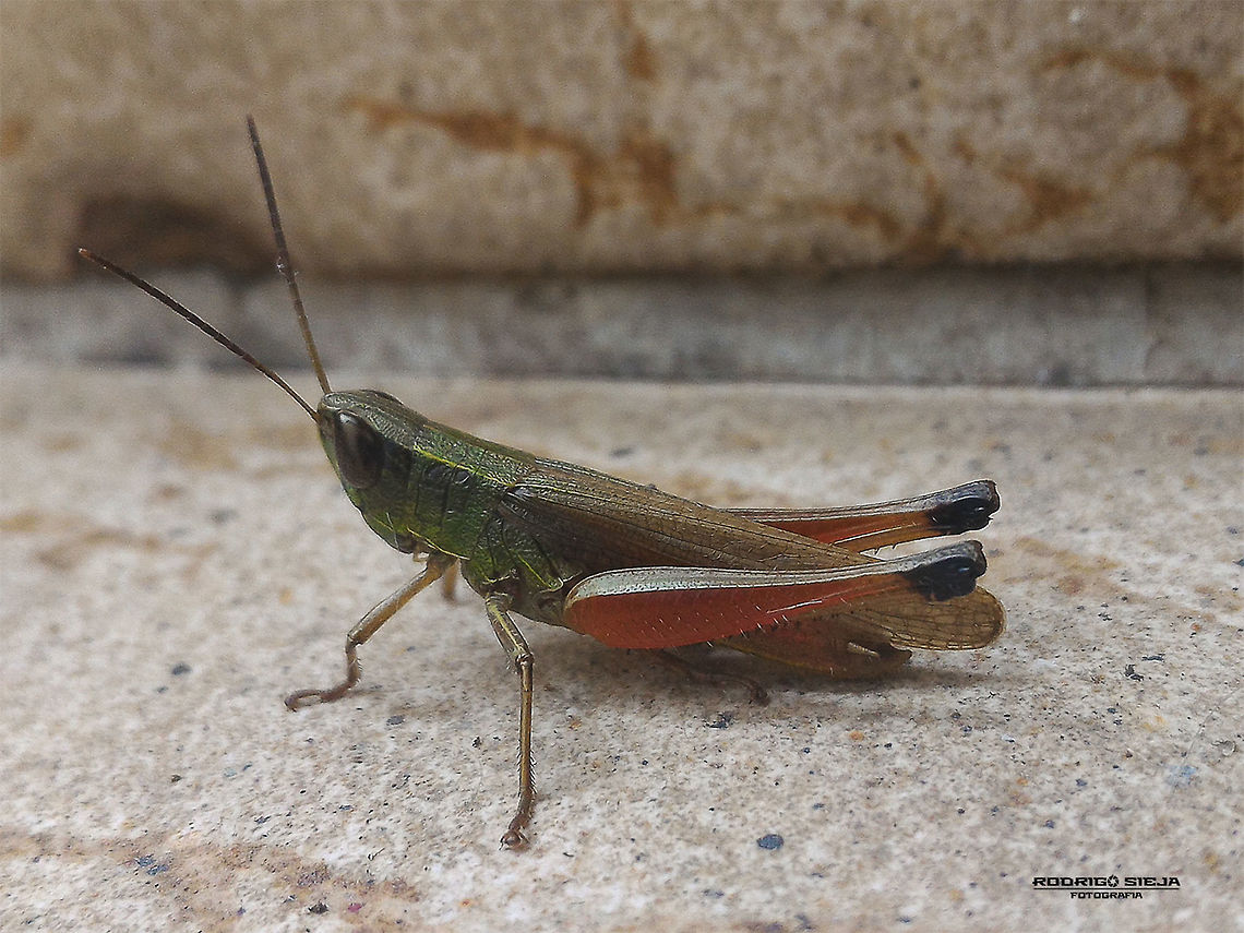Grasshopper