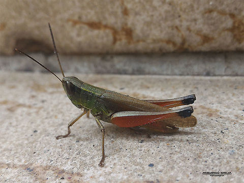 Grasshopper