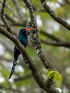 Green wood hoopoe Photographed in Addo Elephant national park  #birds #addo,Geotagged,Green wood-hoopoe,Phoeniculus purpureus,South Africa,Winter