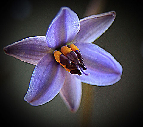 Blueberry lily - Dianella revoluta  Australia,Dianella refoluta,Dianella revoluta,Eamw flora,Geotagged,Winter