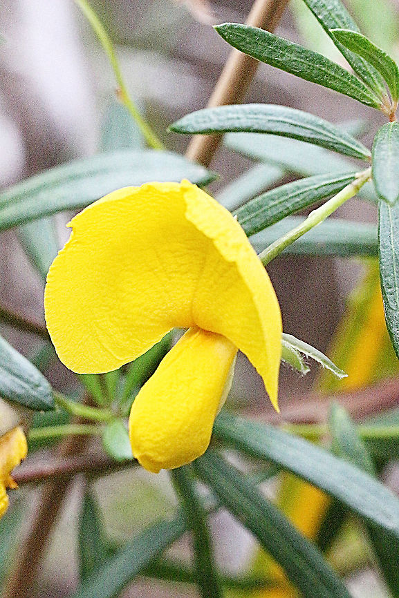 Dwarf wedge - pea - Gompholobium ecostatum  Australia,Dwarf wedge-pea,Eamw flora,Eamw native pea,Geotagged,Gompholobium ecostatum