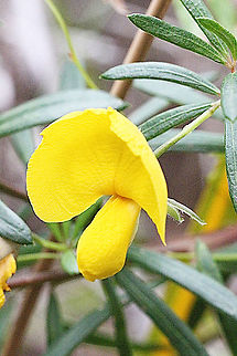 Dwarf wedge - pea - Gompholobium ecostatum  Australia,Dwarf wedge-pea,Eamw flora,Eamw native pea,Geotagged,Gompholobium ecostatum