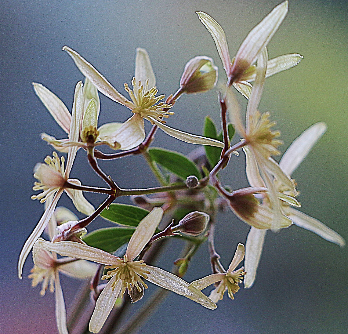 Small - leaved Clematis - Clematis microphylla  Australia,Clematis microphylla,Eamw flora,Geotagged,Small-leaved Clematis,Winter