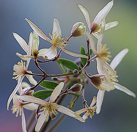 Small - leaved Clematis - Clematis microphylla  Australia,Clematis microphylla,Eamw flora,Geotagged,Small-leaved Clematis,Winter