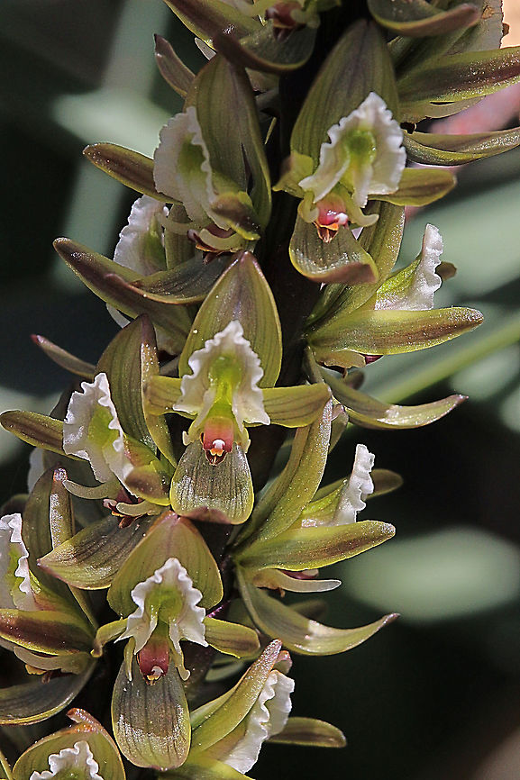 Tall leek - orchid - Prasophyllum elatum  Australia,Eamw flora,Eamw orchids,Geotagged,Orchids October,Prasophyllum elatum,Spring,Tall leek orchid