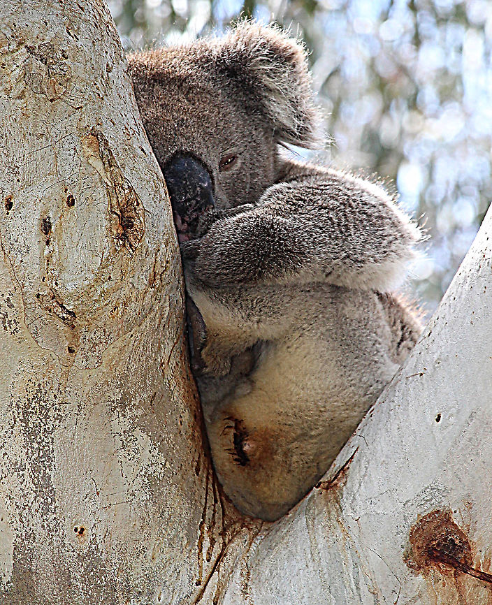 Koala - Phascolarctus cinereus Male koala resting in a eucalyptus tree during the hot part of the day. Australia,Eamw koalas,Geotagged,Koala,Phascolarctos cinereus,Spring