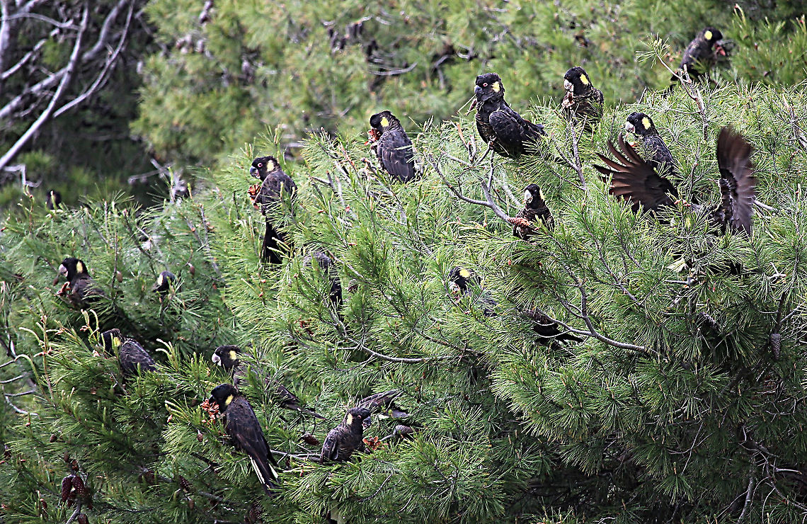 Yellow-tailed cockatoo - Calyptorhynchus funereus Having a feast of Pinus radiate seed. Australia,Calyptorhynchus funereus,Eamw birds,Geotagged,Spring,Yellow-tailed black cockatoo