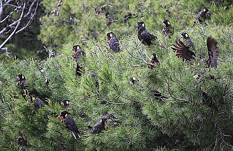 Yellow-tailed cockatoo - Calyptorhynchus funereus Having a feast of Pinus radiate seed. Australia,Calyptorhynchus funereus,Eamw birds,Geotagged,Spring,Yellow-tailed black cockatoo