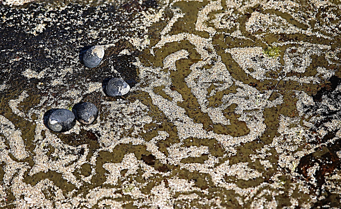 Black Nerite - Nerita atramentosa Tracks in a rock pool. Australia,Geotagged,Nerita atramentosa,Winter,eamw marine invertebrates
