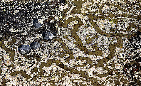 Black Nerite - Nerita atramentosa Tracks in a rock pool. Australia,Geotagged,Nerita atramentosa,Winter,eamw marine invertebrates