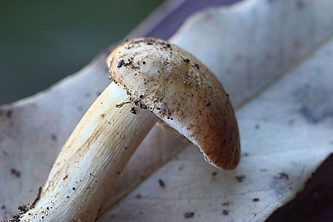 Unidentified fungus Stipe exentrc and approx 6 to 7 cm high and 1.5 cm dia. Australia,Eamw fungi,Geotagged,Winter