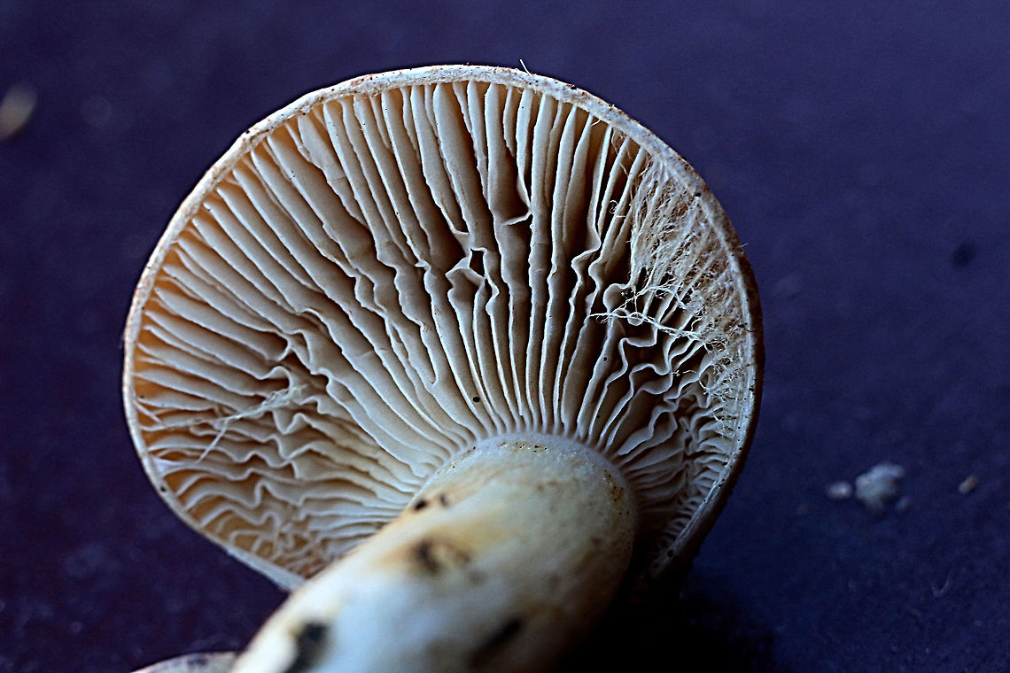 Unidentified fungus. Showing gill formation. Australia,Eamw fungi,Geotagged,Winter