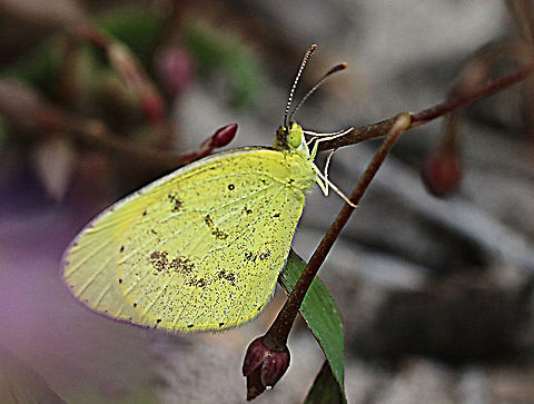 Small grass yellow - Eurema smilax  Australia,Eamw butterflies,Eurema smilax,Geotagged,Small grass yellow,Spring