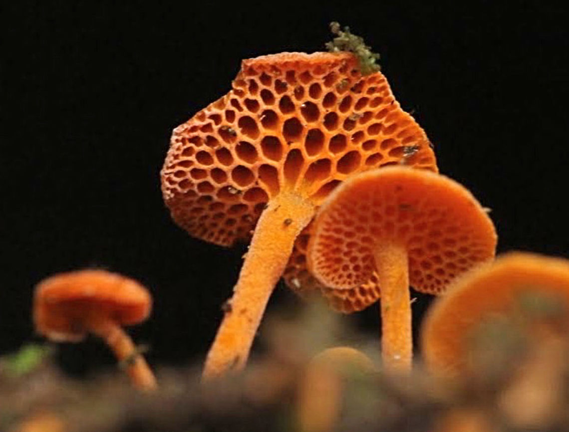 Orange pore fungus - Favolaschia calocera  Australia,Eamw fungi,Favolaschia calocera,Geotagged,Orange pore fungus