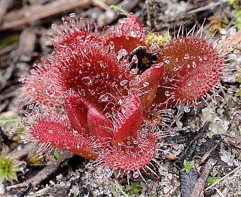 Drosera aberrans Variable in colour from green to red. Australia,Drosera aberrans,Drosera whittakeri,Eamw flora,Eamw sundews,Fall,Geotagged