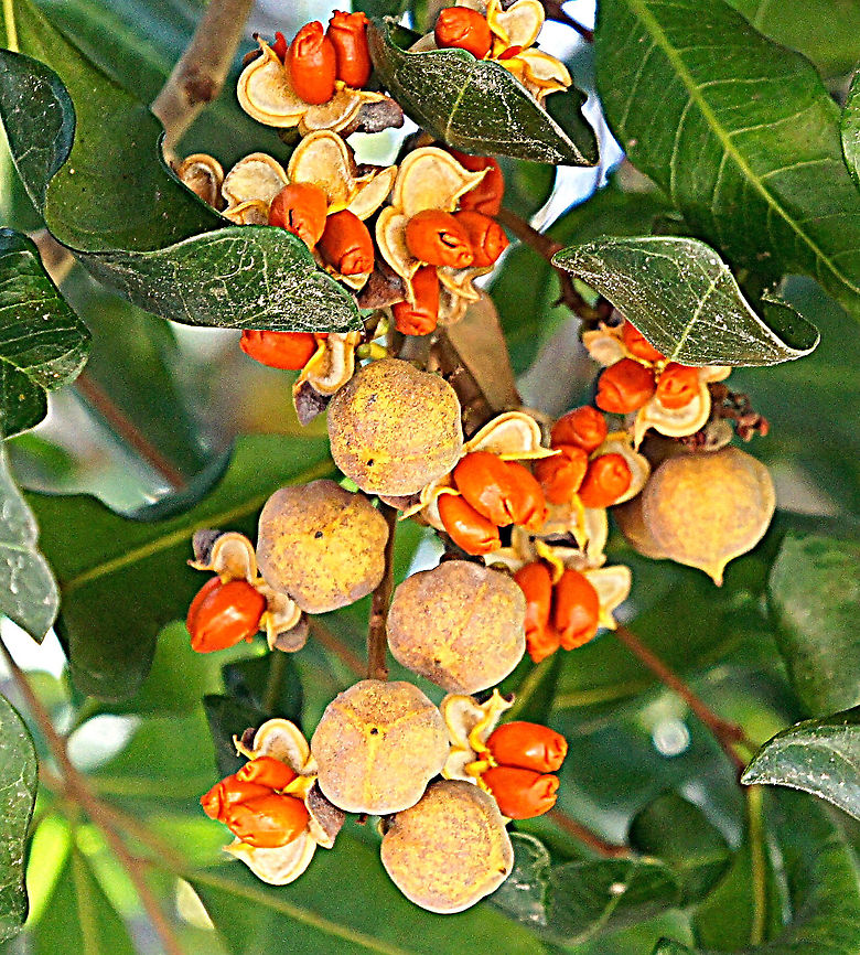 Pittosporum undulatum Ripe seed  will be disbursed by birds.          Australia,Eamw flora,Geotagged,Pittosporum undulatum,Sweet pittosporum,Winter