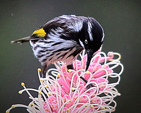 New Holland honeyeater - Phylidonyris novaehollandiae Feeding on grevillea flower. Australia,Eamw birds,Eamw honeyeaters,Geotagged,New Holland honeyeater,Phylidonyris novaehollandiae