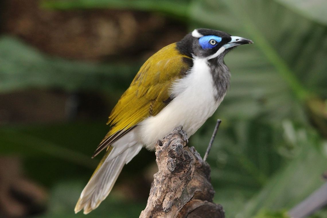 Blue-faced Honeyeater - Entomyzon cyanotis A regular visitor to gardens with nectar bearing flowers. Australia,Blue-faced Honeyeater,Eamw birds,Eamw honeyeaters,Entomyzon cyanotis,Fall,Geotagged,Port Elliot SA