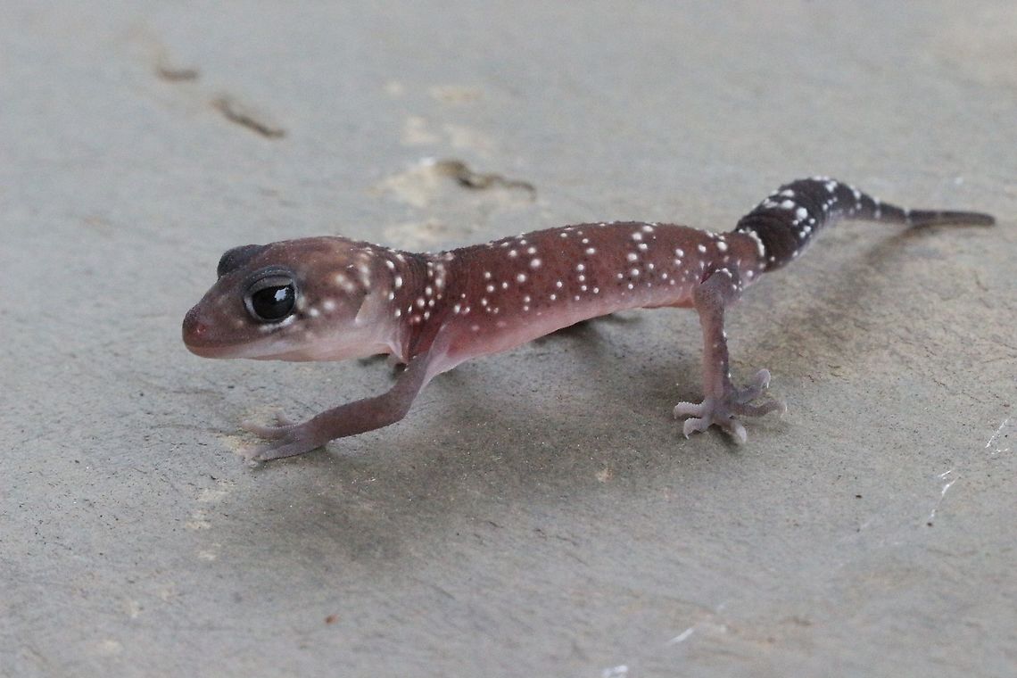 Thick-tailed Gecko - Underwoodisaurus milii  Australia,Eamw geckos,Fall,Geotagged,Thick-tailed Gecko,Underwoodisaurus milii