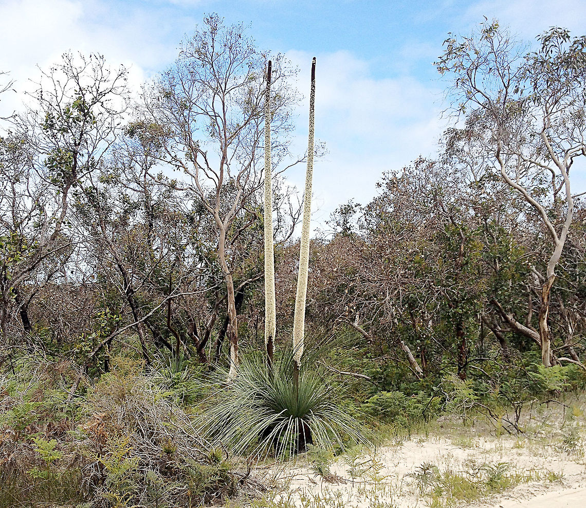 Tufted grass tree - Xanthorrhoea semiplana The flower spikes are up to 3 metres high and hundreds of tiny flowers fill the spike. Many birds and insects feed on the nectar from the flowers .It is a great way to get good photos of nectar feeding fauna.<br />
The flower spikes were used by Aboriginal people as spears for hunting.<br />
<br />
 Australia,Eamw flora,Geotagged,Spring,Xanthorrhoea semiplana
