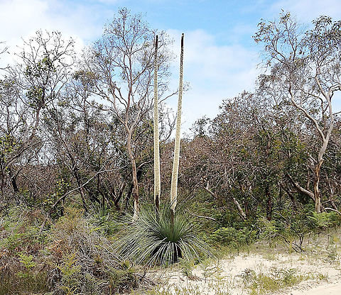 Tufted grass tree - Xanthorrhoea semiplana The flower spikes are up to 3 metres high and hundreds of tiny flowers fill the spike. Many birds and insects feed on the nectar from the flowers .It is a great way to get good photos of nectar feeding fauna.
The flower spikes were used by Aboriginal people as spears for hunting.
Australia,Eamw flora,Geotagged,Spring,Xanthorrhoea semiplana