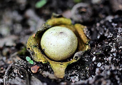 Collared earthstar - Geastrum triplex  Australia,Eamw fungi,Fall,Geastrum triplex,Geotagged,Saucered earthstar