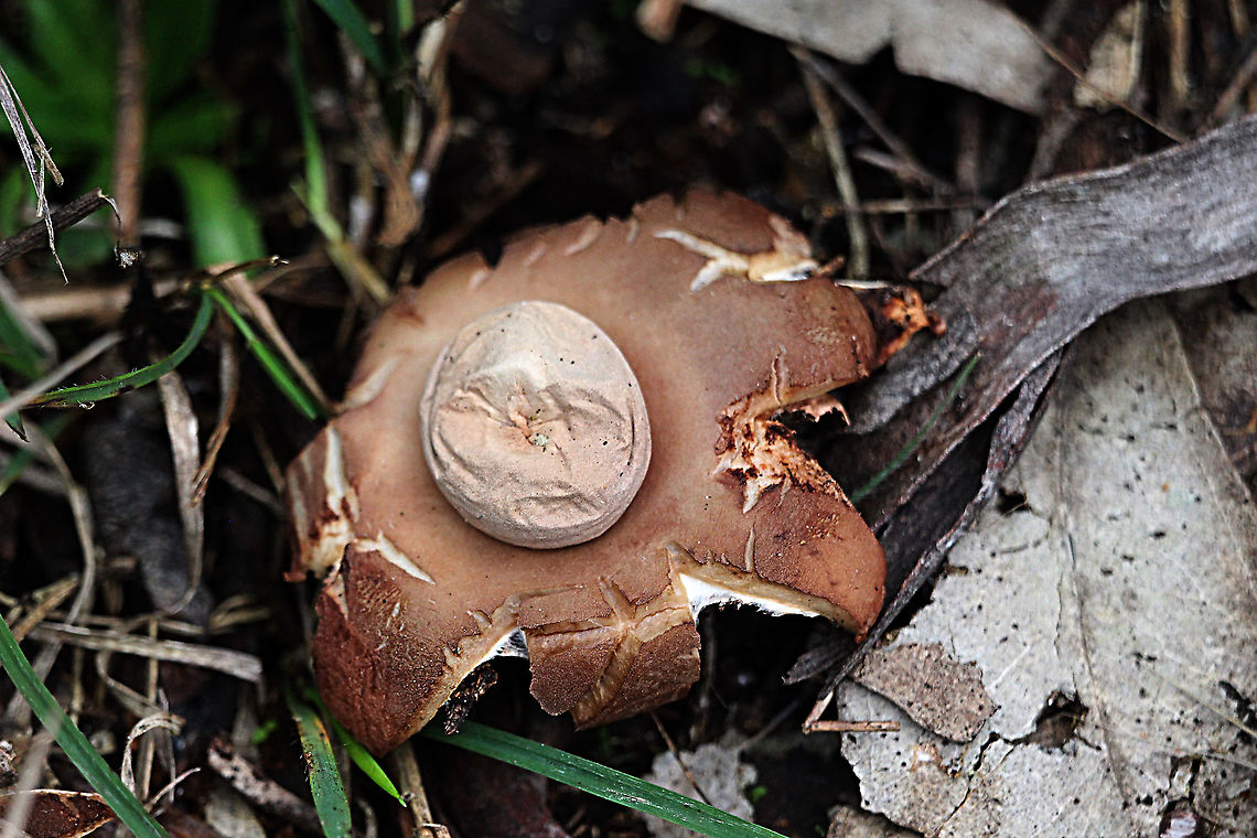 Rounded earthstar - Geastrum saccatum I am not sure if I got both images correctly identified. It is a bit confusing and both seem a bit past being perfect. Australia,Eamw fungi,Geastrum saccatum,Geotagged,Rounded earthstar,Winter
