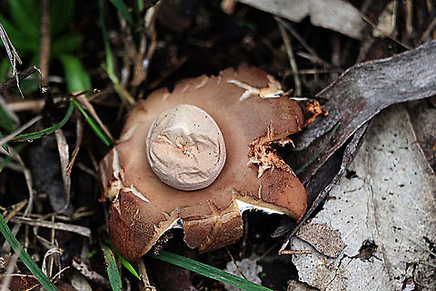 Rounded earthstar - Geastrum saccatum I am not sure if I got both images correctly identified. It is a bit confusing and both seem a bit past being perfect. Australia,Eamw fungi,Geastrum saccatum,Geotagged,Rounded earthstar,Winter